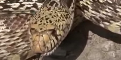 Colorado Springs snake