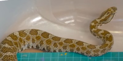 Colorado Springs snake